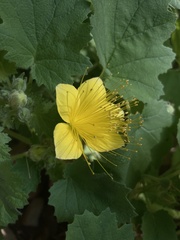 Eucnide bartonioides