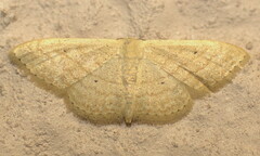 Scopula adelpharia