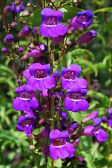 Penstemon spectabilis