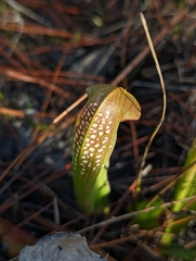 Sarracenia minor