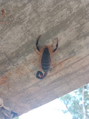 Centruroides fulvipes