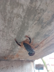 Centruroides fulvipes