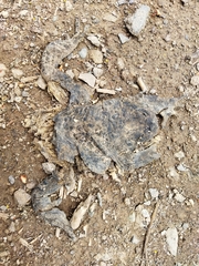 Rhinella spinulosa