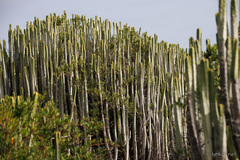 Euphorbia canariensis