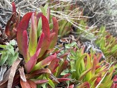 Carpobrotus