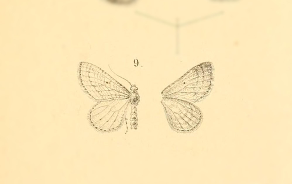 Orthonama lutulentata