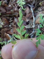 Lindsaea trichomanoides