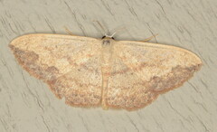 Scopula caesaria