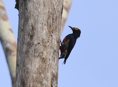 Melanerpes cruentatus