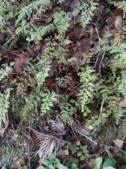 Lindsaea trichomanoides