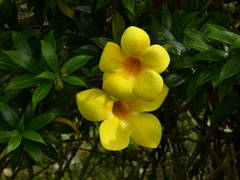 Allamanda cathartica