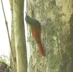 Sittasomus griseicapillus