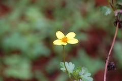 Bidens ostruthioides