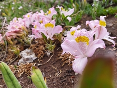 Alstroemeria pallida