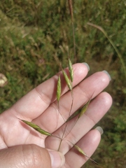 Bromus squarrosus
