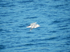 Larus brachyrhynchus
