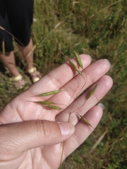 Bromus squarrosus