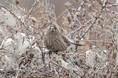 Carpodacus rhodochlamys