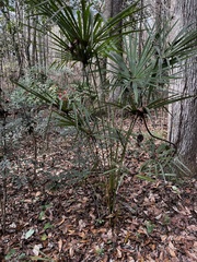 Trachycarpus fortunei