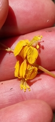 Bulbine favosa