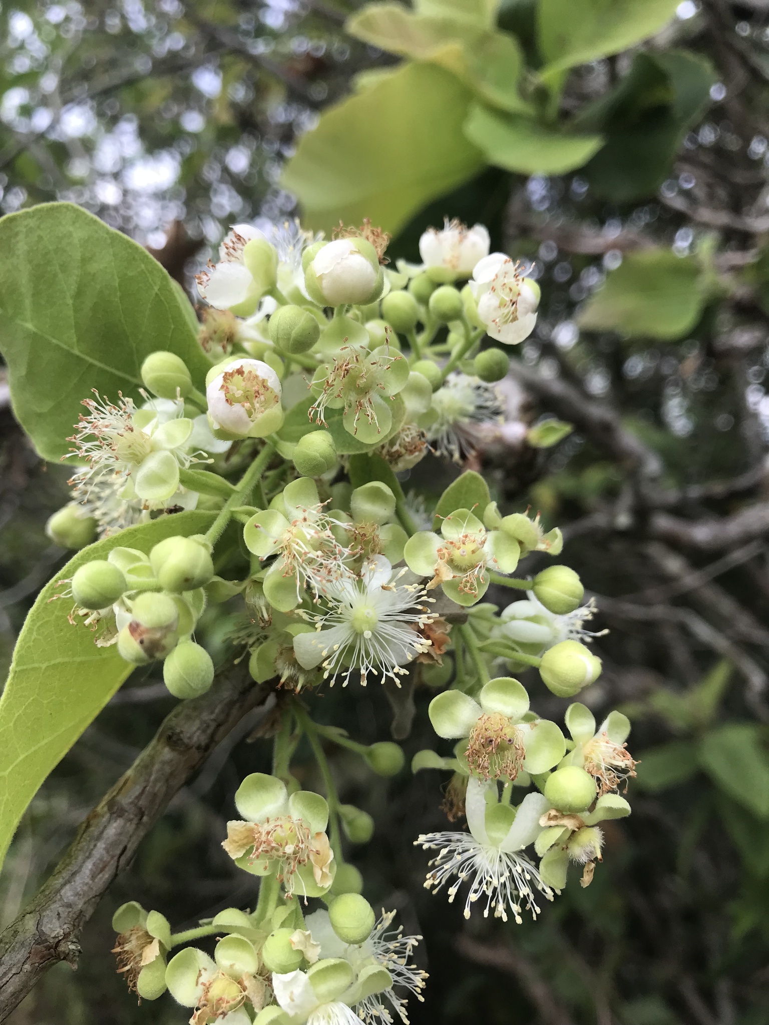 Curatella americana L.