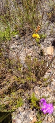 Bulbine favosa