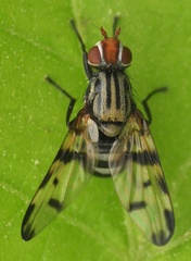 Otites formosa