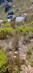 Bulbine favosa