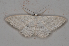 Scopula deserta
