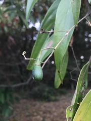 Nectandra cuspidata