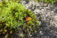 Octospora musci-muralis