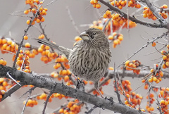 Carpodacus rhodochlamys
