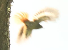 Sittasomus griseicapillus