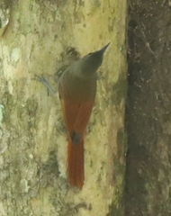 Sittasomus griseicapillus