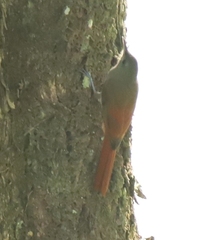 Sittasomus griseicapillus