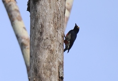 Melanerpes cruentatus