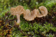 Arrhenia rickenii
