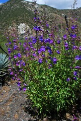 Penstemon spectabilis