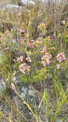 Erica fastigiata