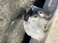 Amphibalanus eburneus