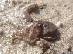 Porcellanidae