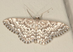 Scopula inscriptata