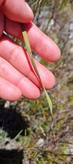 Watsonia coccinea
