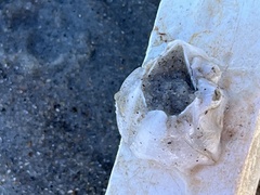 Amphibalanus eburneus