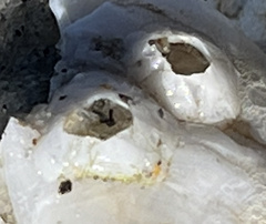 Amphibalanus eburneus