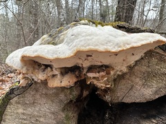 Trametes gibbosa
