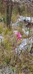 Watsonia coccinea