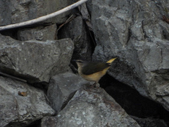 Myiothlypis fulvicauda
