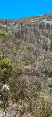 Watsonia coccinea