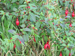 Fuchsia magellanica
